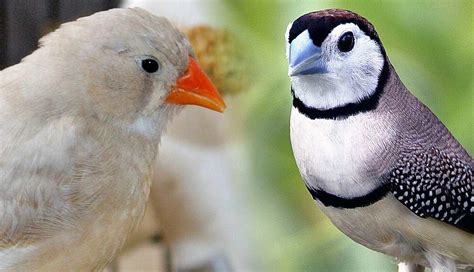 7 Most Popular Types Of Finches To Keep As Pets.
